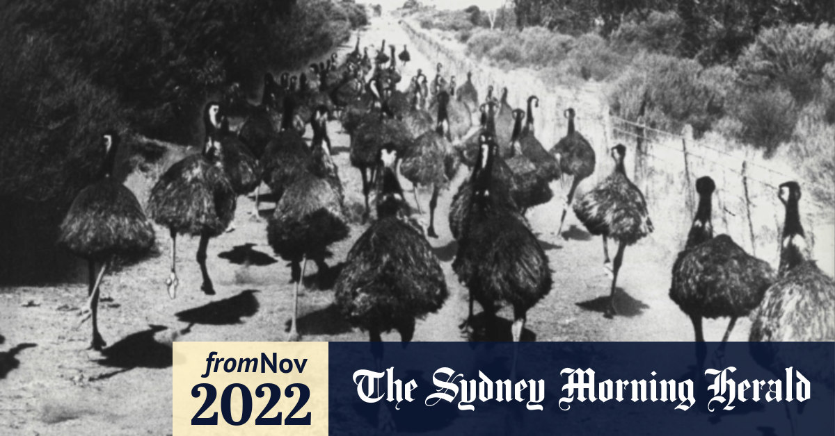 From the Archives, 1932 First shots fired in the ‘Emu War’